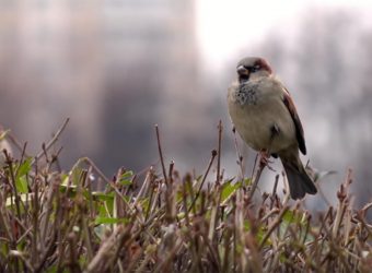 Bird-Friendly Glass Video