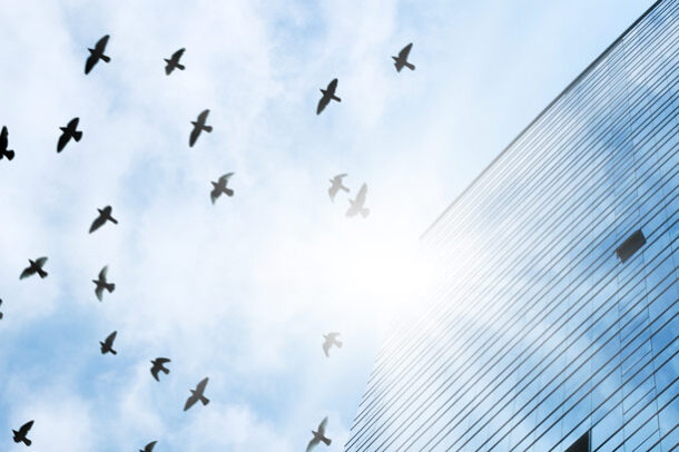 What is bird safe glass